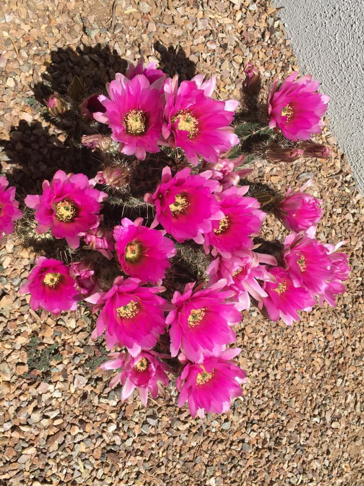 Cactus blooms